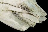 Fossil Oreodont (Merycoidodon) Skull - Wyoming #169215-6
